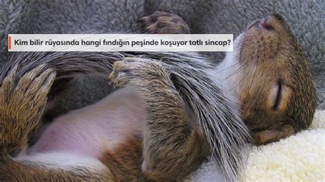 G­ö­z­ü­n­e­ ­U­y­k­u­ ­G­i­r­m­e­y­e­n­l­e­r­i­ ­G­ö­r­ü­n­c­e­ ­U­y­k­u­y­a­ ­Ö­z­e­n­d­i­r­e­c­e­k­ ­1­2­ ­U­y­u­y­a­n­ ­H­a­y­v­a­n­ ­F­o­t­o­ğ­r­a­f­ı­